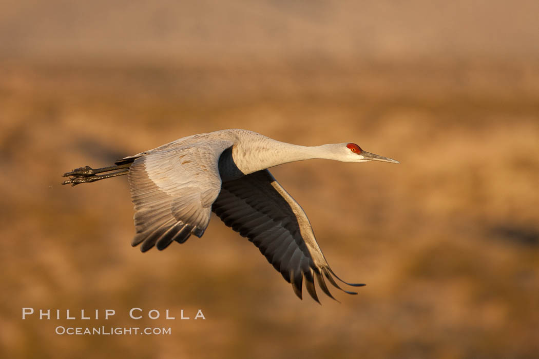 Sandhill crane flying, early morning light. Bosque Del Apache, Socorro, New Mexico, USA, Grus canadensis, natural history stock photograph, photo id 26263