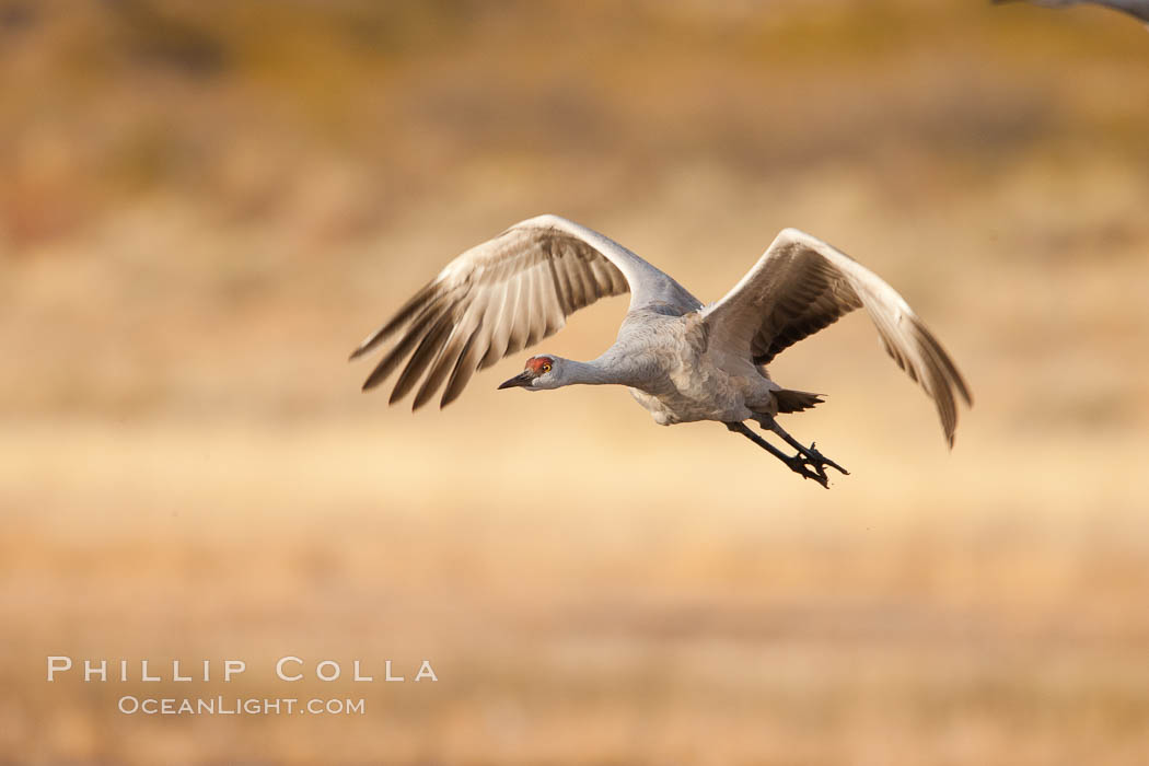 Sandhill crane flying, early morning light. Bosque Del Apache, Socorro, New Mexico, USA, Grus canadensis, natural history stock photograph, photo id 26241