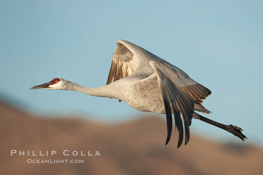 Sandhill crane spreads its broad wings as it takes flight in early morning light.  This crane is one of over 5000 present in Bosque del Apache National Wildlife Refuge, stopping here during its winter migration. Socorro, New Mexico, USA, Grus canadensis, natural history stock photograph, photo id 21870