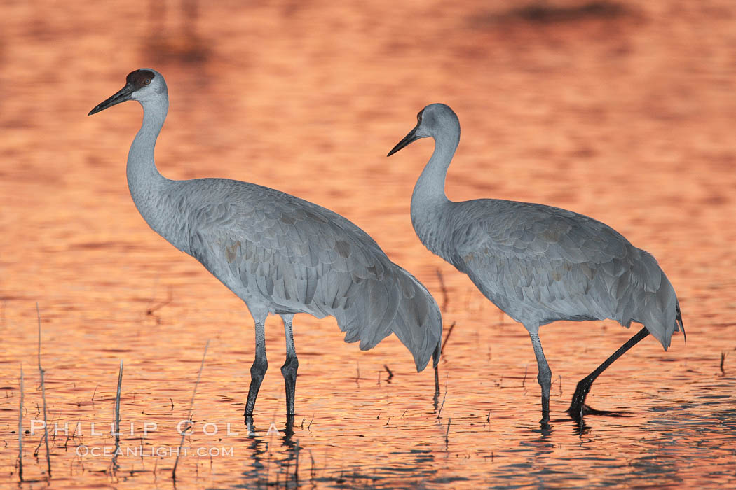 Sandhill cranes, standing in still waters with rich gold sunset light reflected around them. Bosque del Apache National Wildlife Refuge, Socorro, New Mexico, USA, Grus canadensis, natural history stock photograph, photo id 21878