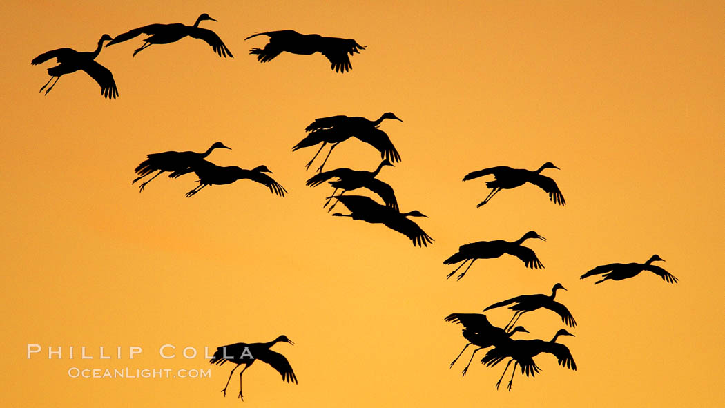 Sandhill cranes in flight, silhouetted against a richly colored evening sky. Bosque del Apache National Wildlife Refuge, Socorro, New Mexico, USA, Grus canadensis, natural history stock photograph, photo id 21890