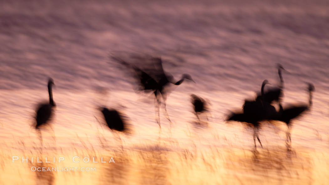 Sandhill cranes, blurred by long time exposure, colored by twilight hues. Bosque del Apache National Wildlife Refuge, Socorro, New Mexico, USA, Grus canadensis, natural history stock photograph, photo id 21898