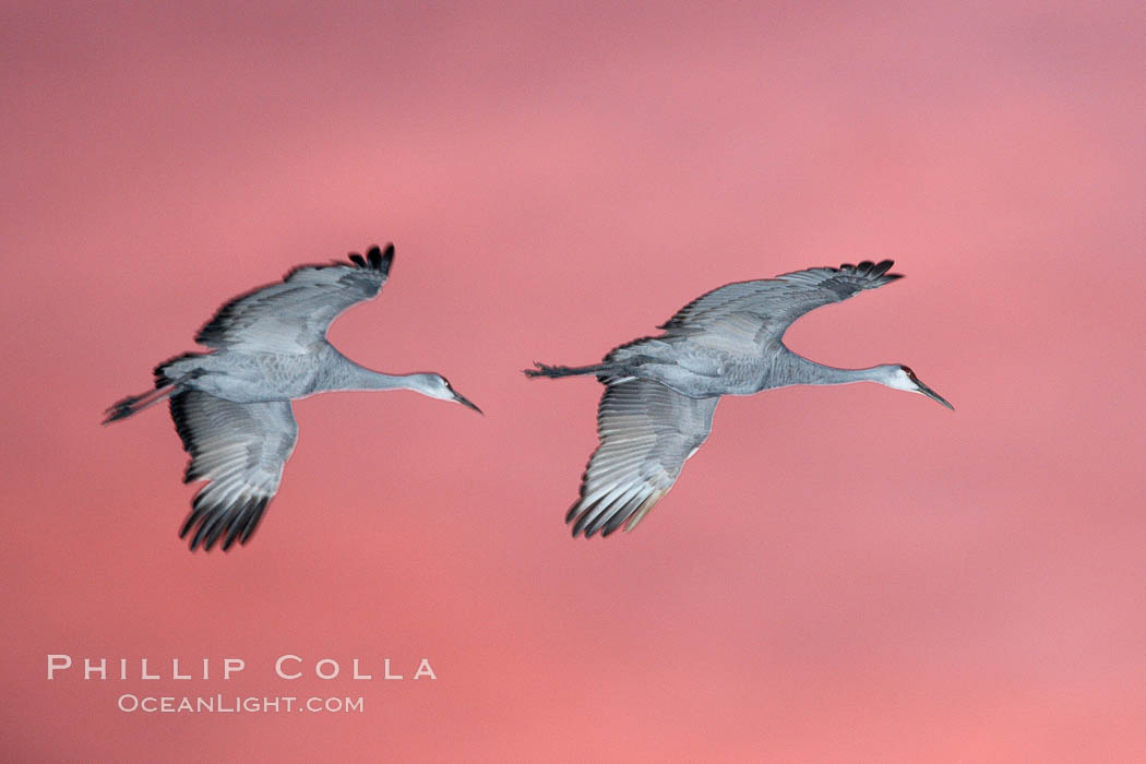 Sandhill cranes in flight at sunset, lit from below by flash. Bosque del Apache National Wildlife Refuge, Socorro, New Mexico, USA, Grus canadensis, natural history stock photograph, photo id 21922