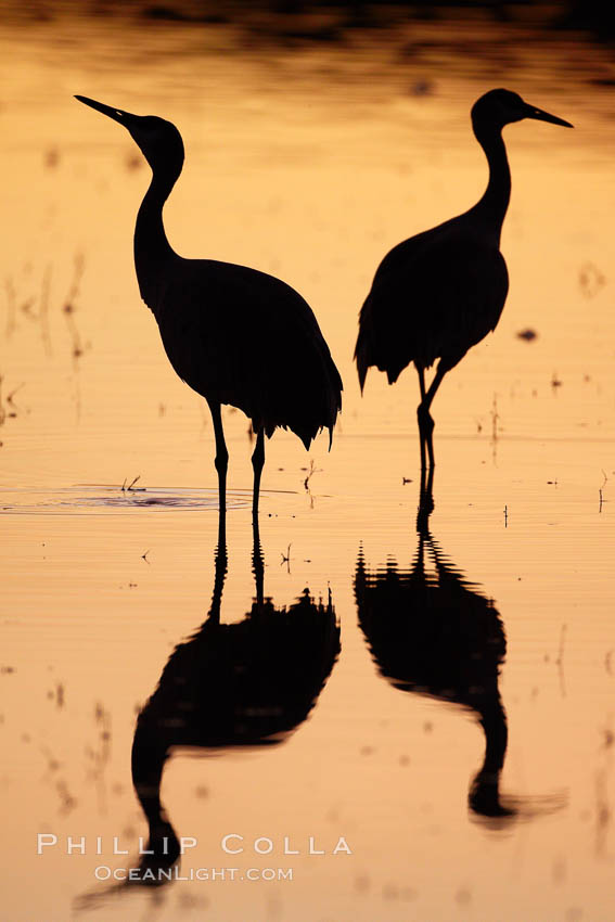 Two sandhill cranes stand side by side in a golden silhouette, mirrored in still water. Bosque del Apache National Wildlife Refuge, Socorro, New Mexico, USA, Grus canadensis, natural history stock photograph, photo id 21934