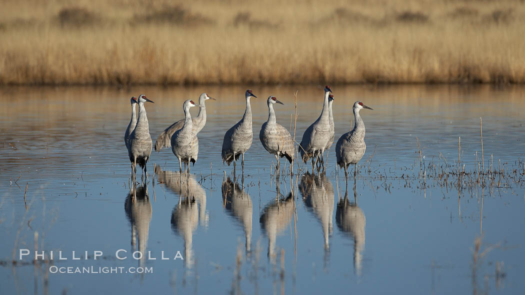 Sandhill cranes, reflected in the still waters of one of the Bosque del Apache NWR crane pools. Bosque del Apache National Wildlife Refuge, Socorro, New Mexico, USA, Grus canadensis, natural history stock photograph, photo id 21872