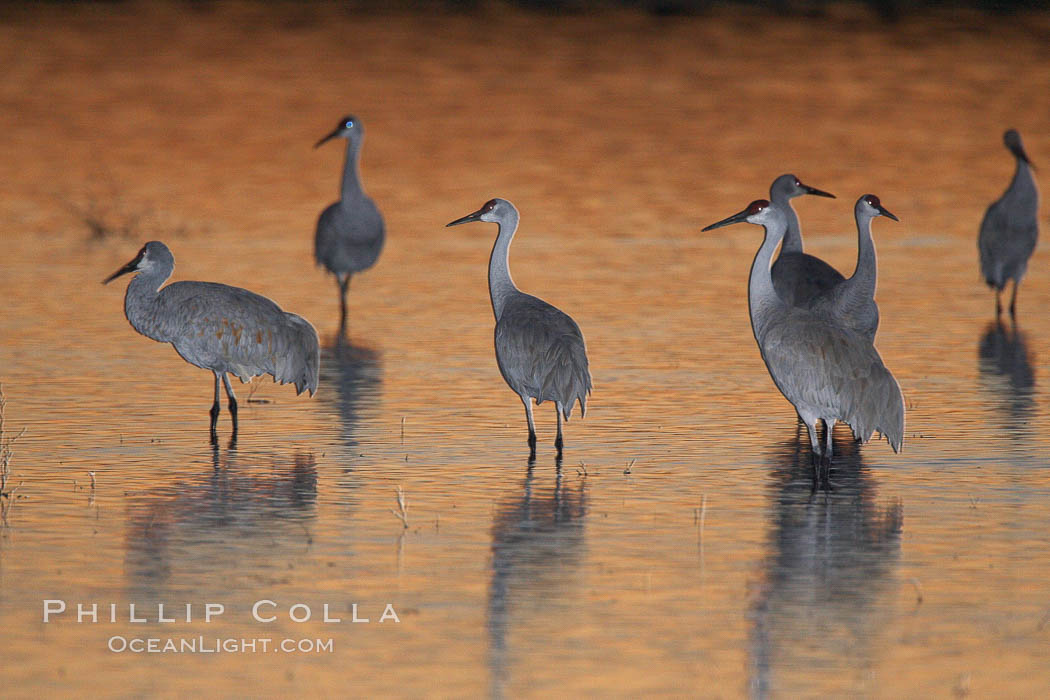 Sandhill cranes stand in shallow water reflecting golden sunset colors. Bosque del Apache National Wildlife Refuge, Socorro, New Mexico, USA, Grus canadensis, natural history stock photograph, photo id 21892
