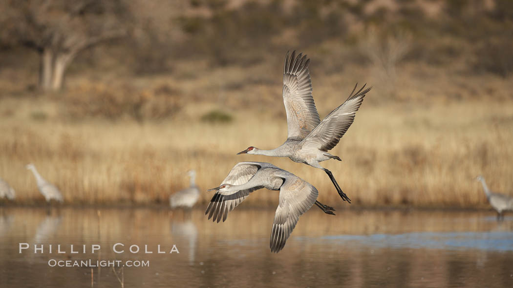 Sandhill cranes in flight, side by side in near-synchonicity, spreading their broad wides wide as they fly. Bosque del Apache National Wildlife Refuge, Socorro, New Mexico, USA, Grus canadensis, natural history stock photograph, photo id 21871