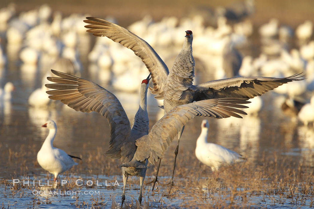 Sandhill cranes posture and socialize. Bosque del Apache National Wildlife Refuge, Socorro, New Mexico, USA, Grus canadensis, natural history stock photograph, photo id 21887