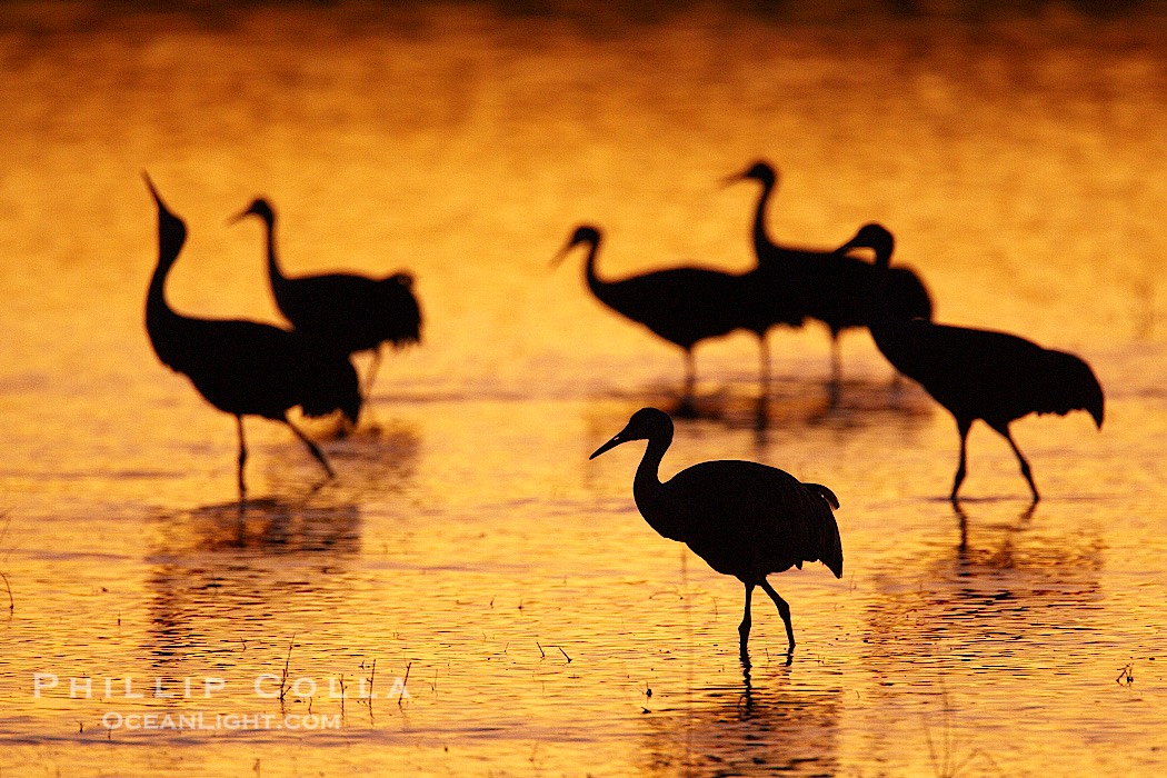 Sandhilll cranes in golden sunset light, silhouette, standing in pond., Grus canadensis, natural history stock photograph, photo id 21891