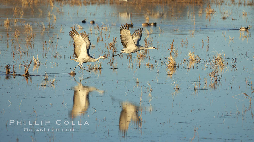 Sandhill cranes in synchonoos flight, reflected in still waters. Bosque del Apache National Wildlife Refuge, Socorro, New Mexico, USA, Grus canadensis, natural history stock photograph, photo id 21895