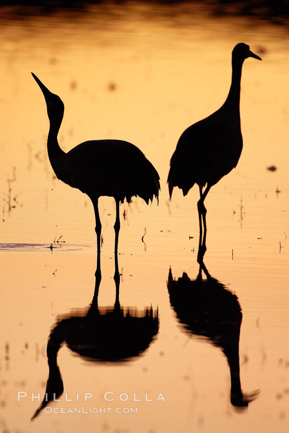 Two sandhill cranes stand side by side in a golden silhouette, mirrored in still water. Bosque del Apache National Wildlife Refuge, Socorro, New Mexico, USA, Grus canadensis, natural history stock photograph, photo id 21907