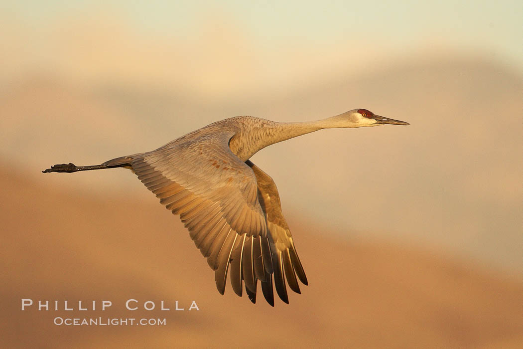 A sandhill crane in flight, spreading its wings wide which can span up to 6 1/2 feet. Bosque del Apache National Wildlife Refuge, Socorro, New Mexico, USA, Grus canadensis, natural history stock photograph, photo id 21927