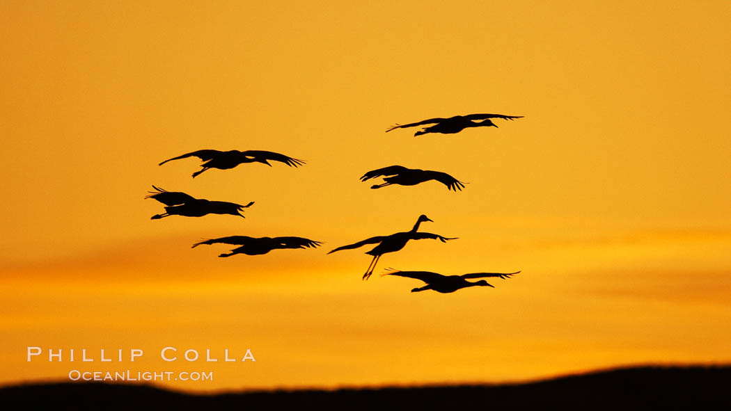 Sandhill cranes in flight, silhouetted against a richly colored evening sky. Bosque del Apache National Wildlife Refuge, Socorro, New Mexico, USA, Grus canadensis, natural history stock photograph, photo id 21935