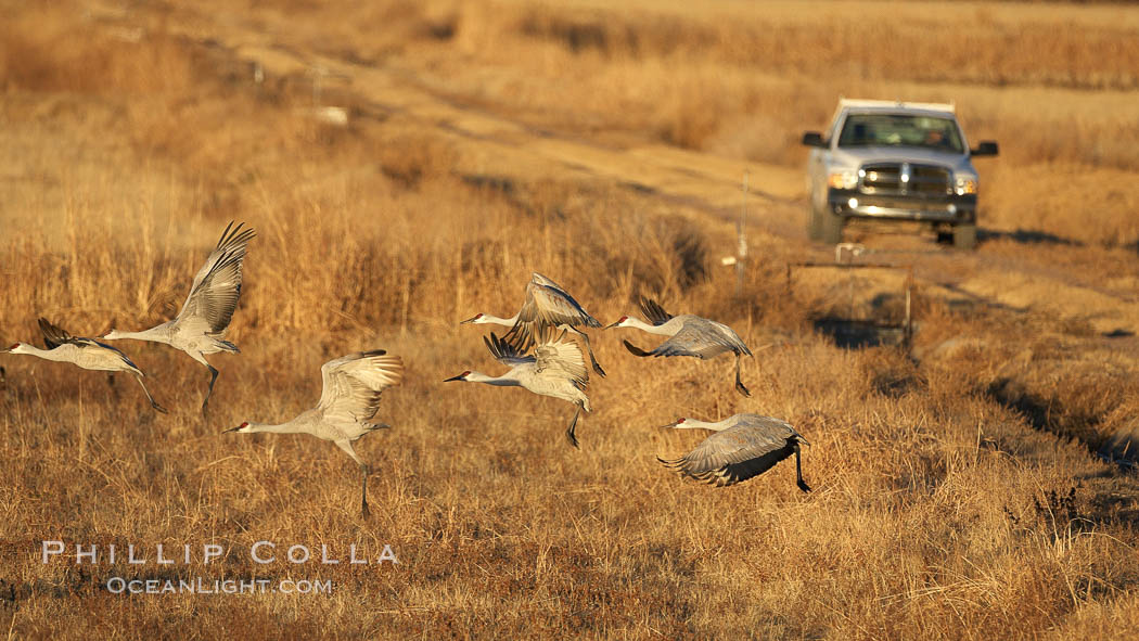 Sandhill cranes, flying in front of a refuge management staff truck. Bosque del Apache National Wildlife Refuge, Socorro, New Mexico, USA, Grus canadensis, natural history stock photograph, photo id 21939