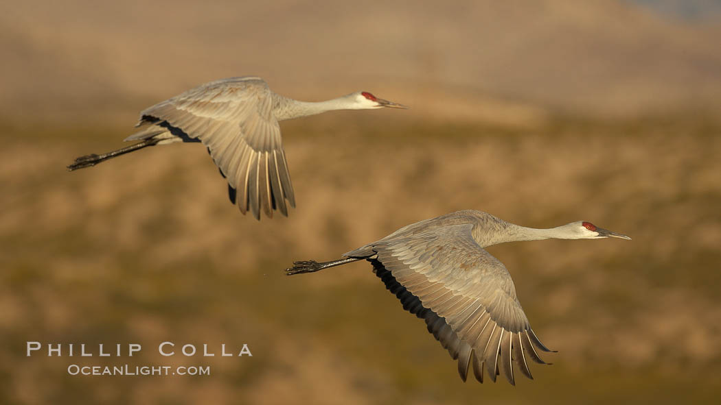 Two sandhill cranes flying side by side, Grus canadensis, Bosque del