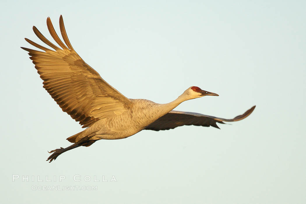 A sandhill crane in flight, spreading its wings wide which can span up to 6 1/2 feet. Bosque del Apache National Wildlife Refuge, Socorro, New Mexico, USA, Grus canadensis, natural history stock photograph, photo id 21881