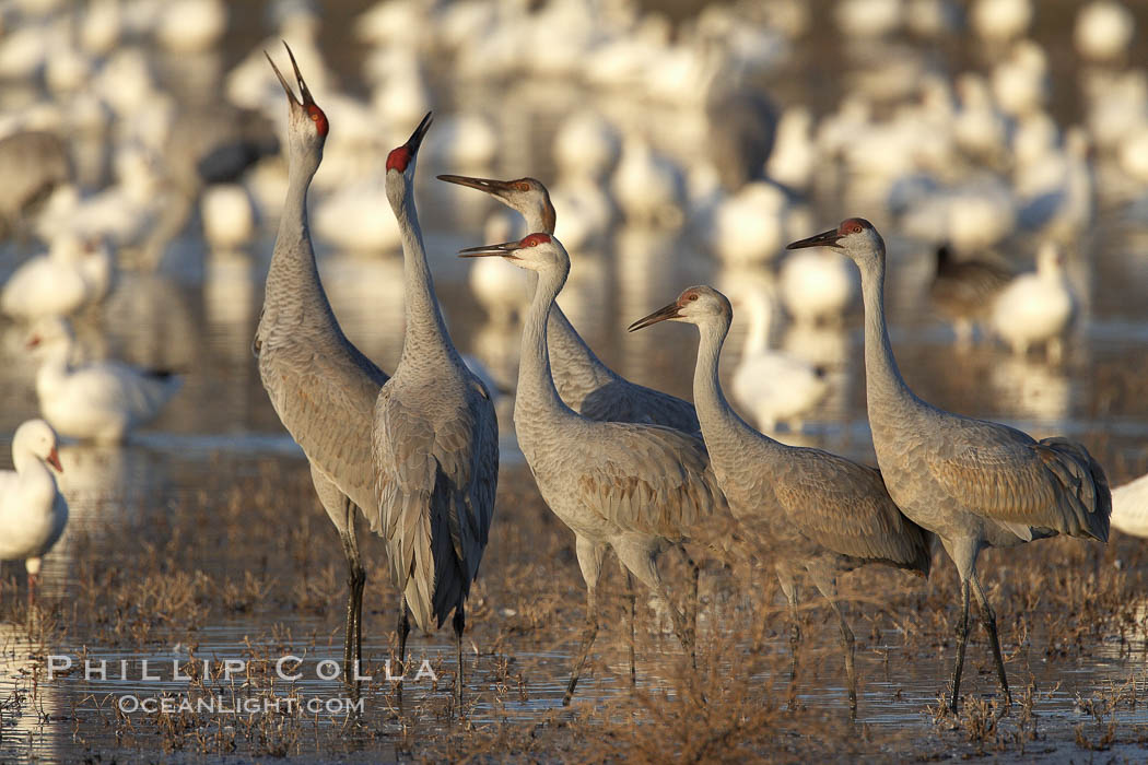 Sandhill cranes posture and socialize. Bosque del Apache National Wildlife Refuge, Socorro, New Mexico, USA, Grus canadensis, natural history stock photograph, photo id 21889