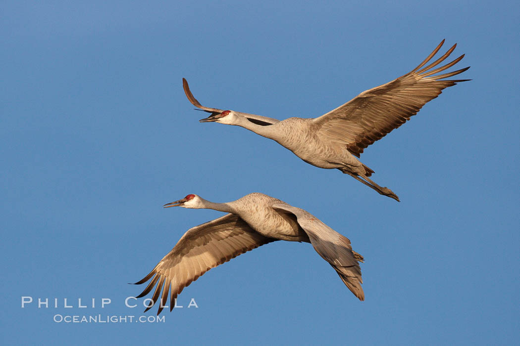 Sandhill cranes fly side by side. Bosque del Apache National Wildlife Refuge, Socorro, New Mexico, USA, Grus canadensis, natural history stock photograph, photo id 21905