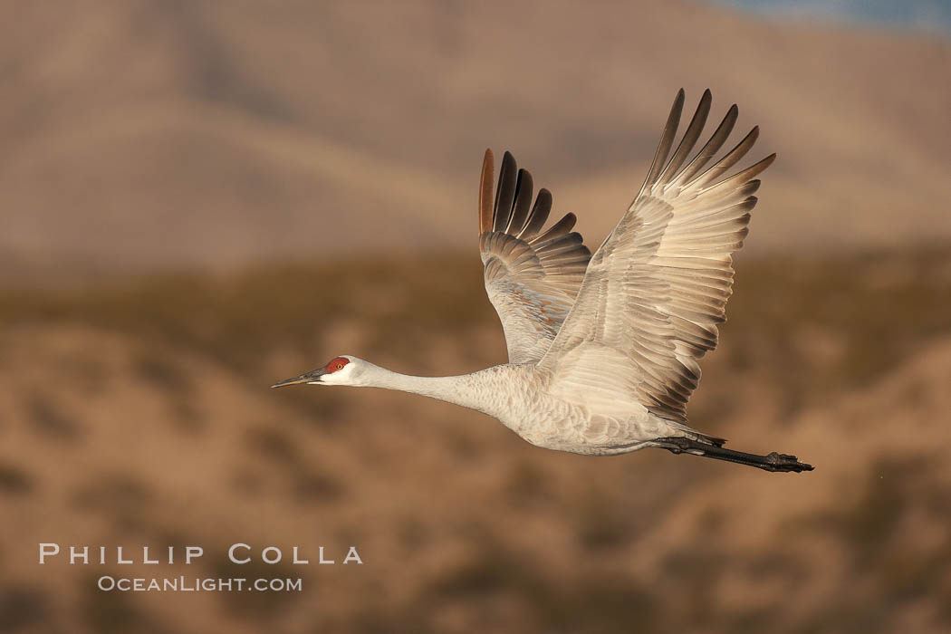 Sandhill crane spreads its broad wings as it takes flight in early morning light.  This crane is one of over 5000 present in Bosque del Apache National Wildlife Refuge, stopping here during its winter migration. Socorro, New Mexico, USA, Grus canadensis, natural history stock photograph, photo id 21913