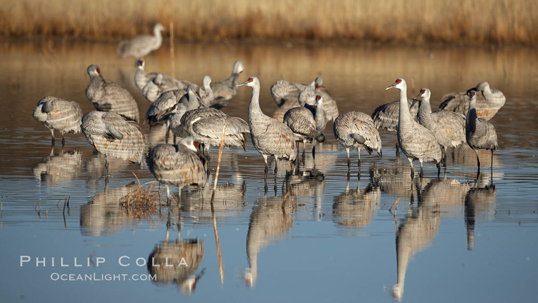 Sandhill cranes reflected in still waters. Bosque del Apache National Wildlife Refuge, Socorro, New Mexico, USA, Grus canadensis, natural history stock photograph, photo id 22026