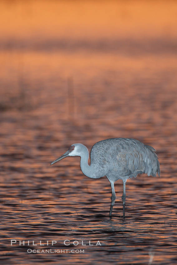 A sandhill cranes, standing in still waters with rich gold sunset light reflected around it. Bosque del Apache National Wildlife Refuge, Socorro, New Mexico, USA, Grus canadensis, natural history stock photograph, photo id 22038
