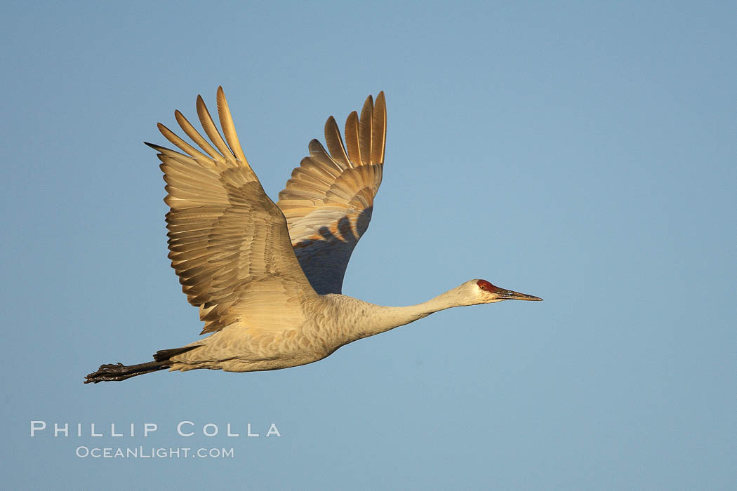 A sandhill crane in flight, spreading its wings wide which can span up to 6 1/2 feet. Bosque del Apache National Wildlife Refuge, Socorro, New Mexico, USA, Grus canadensis, natural history stock photograph, photo id 22042