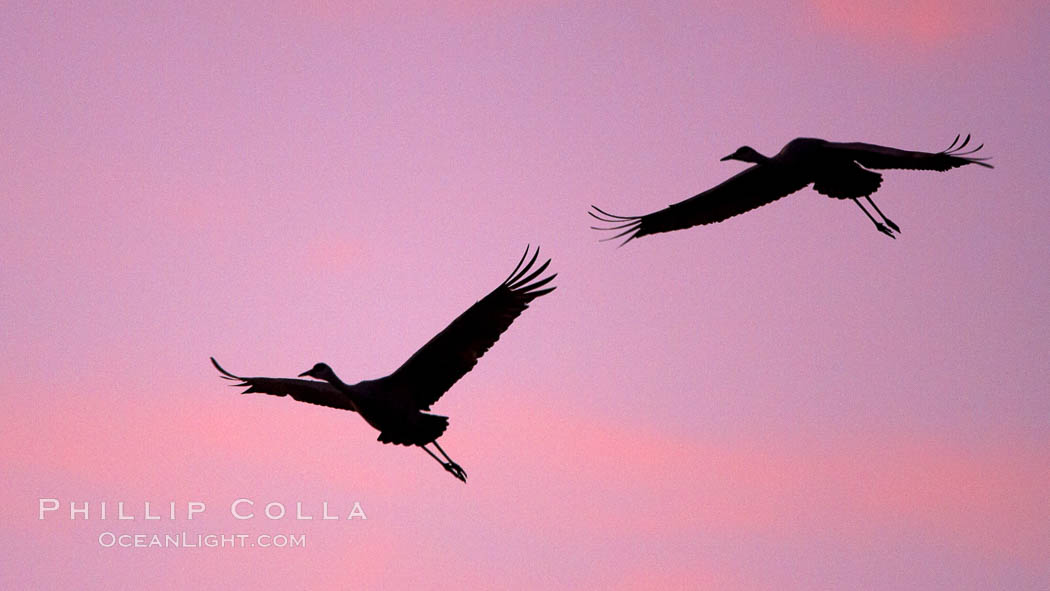 Image 22050, Sandhill cranes in flight, silhouetted against a richly colored evening sky. Bosque del Apache National Wildlife Refuge, Socorro, New Mexico, USA, Grus canadensis, Phillip Colla, all rights reserved worldwide. Keywords: animal, animalia, aves, bird, bosque del apache, bosque del apache national wildlife refuge, bosque del apache nwr, canadensis, chordata, crane, creature, gruidae, gruiformes, grus, grus canadensis, national wildlife refuge, nature, new mexico, sandhill crane, socorro, usa, vertebrata, vertebrate, wildlife.