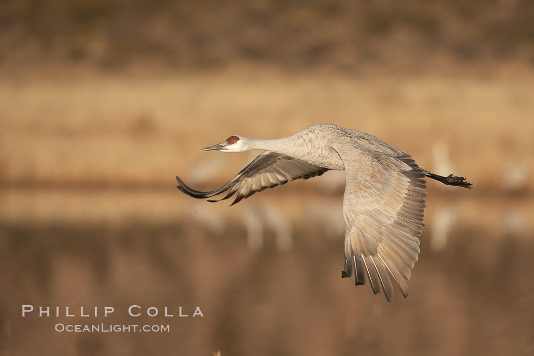 Sandhill crane spreads its broad wings as it takes flight in early morning light.  This crane is one of over 5000 present in Bosque del Apache National Wildlife Refuge, stopping here during its winter migration. Socorro, New Mexico, USA, Grus canadensis, natural history stock photograph, photo id 22028