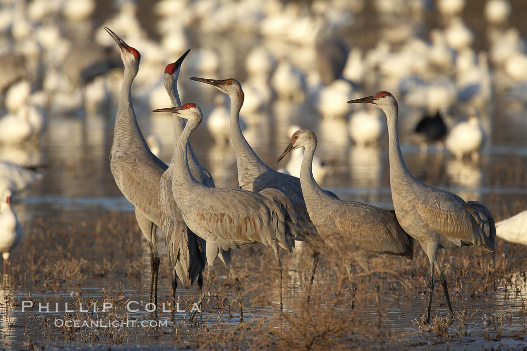 Sandhill cranes posture and socialize, Grus canadensis, Bosque del