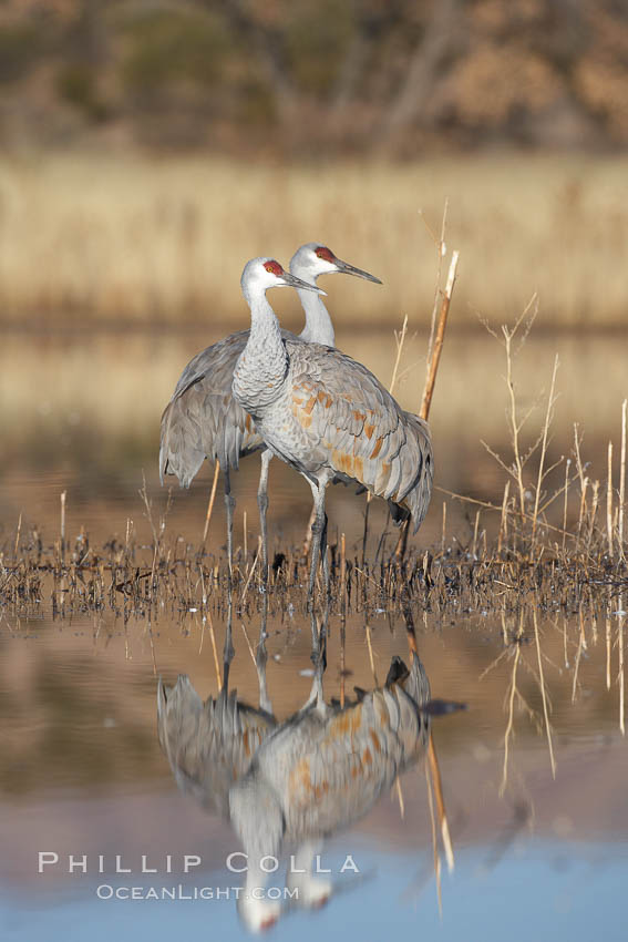 Two sandhill cranes, reflected in mirror-still waters at sunrise. Bosque del Apache National Wildlife Refuge, Socorro, New Mexico, USA, Grus canadensis, natural history stock photograph, photo id 22056