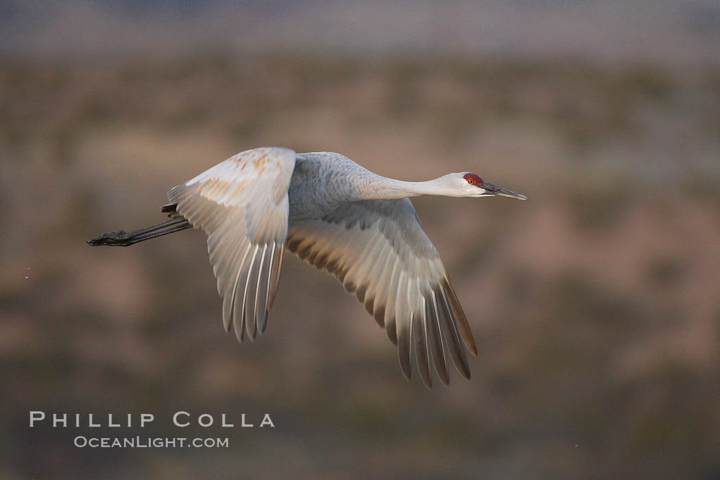 A sandhill crane taking flight in soft predawn light, Grus canadensis