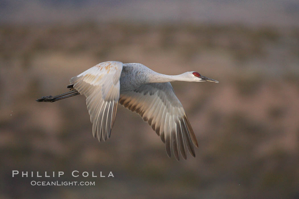 A sandhill crane taking flight in soft predawn light. Bosque del Apache National Wildlife Refuge, Socorro, New Mexico, USA, Grus canadensis, natural history stock photograph, photo id 22023