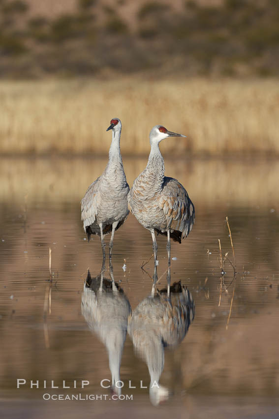 Two sandhill cranes, reflected in mirror-still waters at sunrise. Bosque del Apache National Wildlife Refuge, Socorro, New Mexico, USA, Grus canadensis, natural history stock photograph, photo id 22031