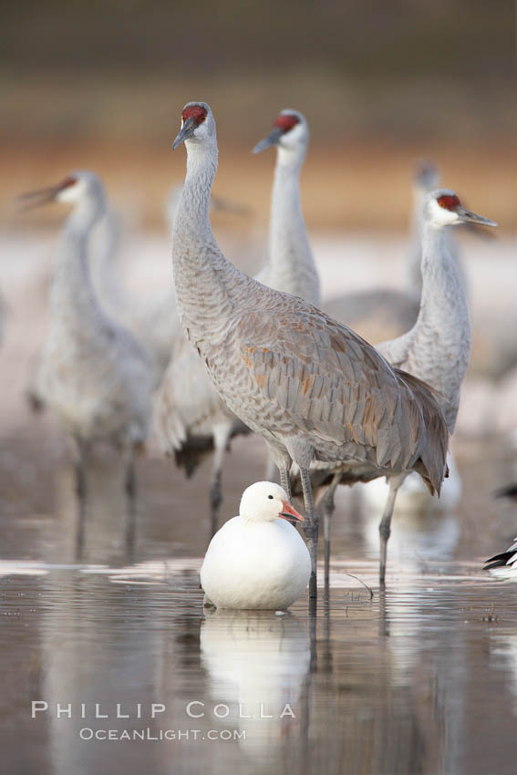 Sandhill cranes reflected in still waters. Bosque del Apache National Wildlife Refuge, Socorro, New Mexico, USA, Grus canadensis, natural history stock photograph, photo id 22039