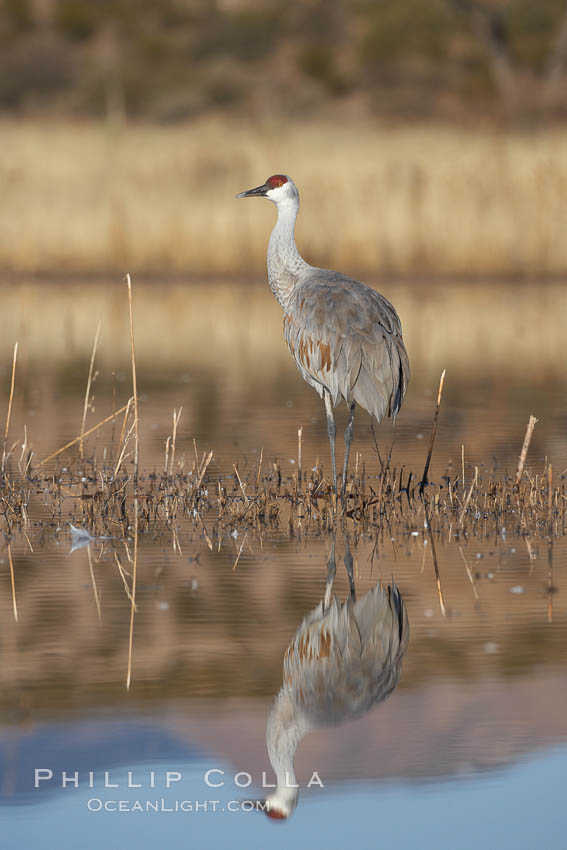 A sandhill crane is perfectly reflected, in mirror-calm waters at sunrise. Bosque del Apache National Wildlife Refuge, Socorro, New Mexico, USA, Grus canadensis, natural history stock photograph, photo id 22055