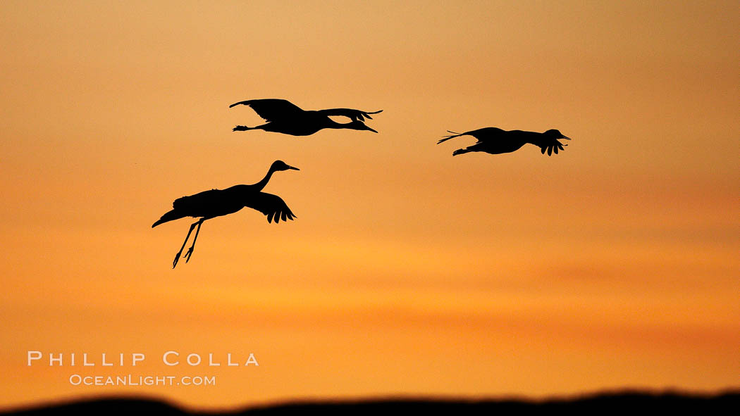 Sandhill cranes, silhouetted against a colorful sunset sky. Bosque del Apache National Wildlife Refuge, Socorro, New Mexico, USA, Grus canadensis, natural history stock photograph, photo id 22017
