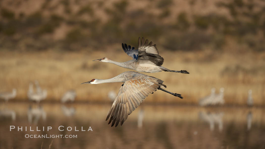 Sandhill cranes in flight, side by side in near-synchonicity, spreading their broad wides wide as they fly. Bosque del Apache National Wildlife Refuge, Socorro, New Mexico, USA, Grus canadensis, natural history stock photograph, photo id 22029