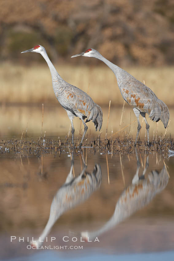 Two sandhill cranes, reflected in mirror-still waters at sunrise. Bosque del Apache National Wildlife Refuge, Socorro, New Mexico, USA, Grus canadensis, natural history stock photograph, photo id 22033