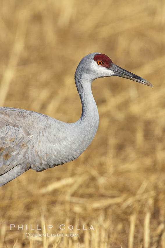 Sandhill crane portrait, as it forages in tall grass. Bosque del Apache National Wildlife Refuge, Socorro, New Mexico, USA, Grus canadensis, natural history stock photograph, photo id 21842