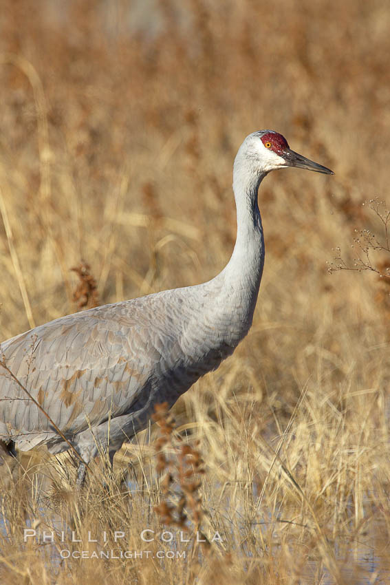 Sandhill crane portrait, as it forages in tall grass. Bosque del Apache National Wildlife Refuge, Socorro, New Mexico, USA, Grus canadensis, natural history stock photograph, photo id 21863