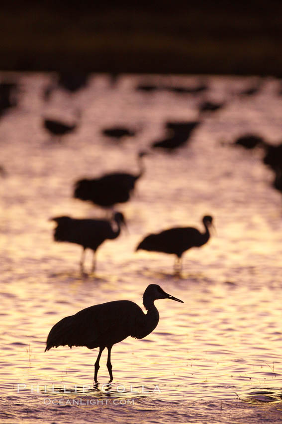 Sandhill crane silhouette, standing in crane pool at sunset. Bosque del Apache National Wildlife Refuge, Socorro, New Mexico, USA, Grus canadensis, natural history stock photograph, photo id 21834