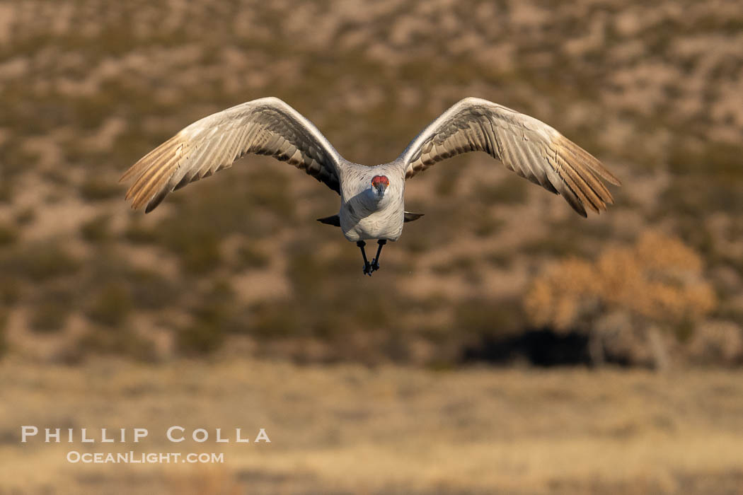 Sandhill crane spreads its broad wings as it takes flight in early morning light. This sandhill crane is among thousands present in Bosque del Apache National Wildlife Refuge, stopping here during its winter migration, Grus canadensis, Socorro, New Mexico