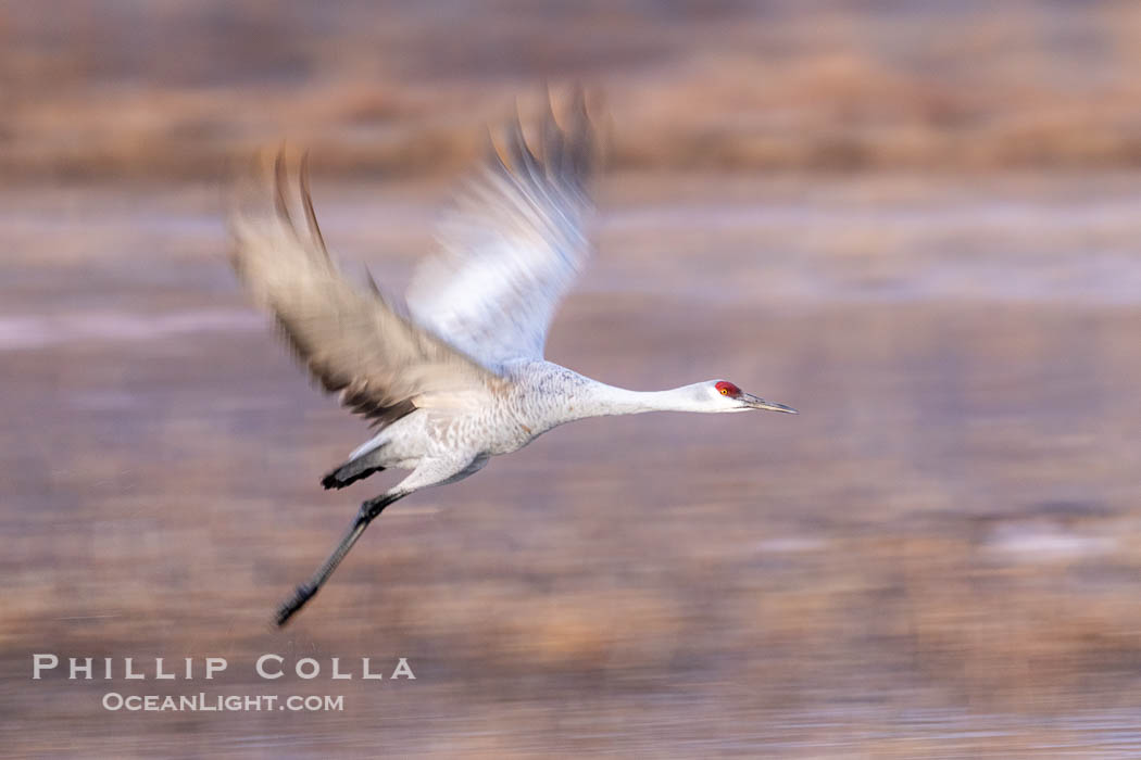 Sandhill crane spreads its broad wings as it takes flight in early morning light. This sandhill crane is among thousands present in Bosque del Apache National Wildlife Refuge, stopping here during its winter migration, Grus canadensis, Socorro, New Mexico