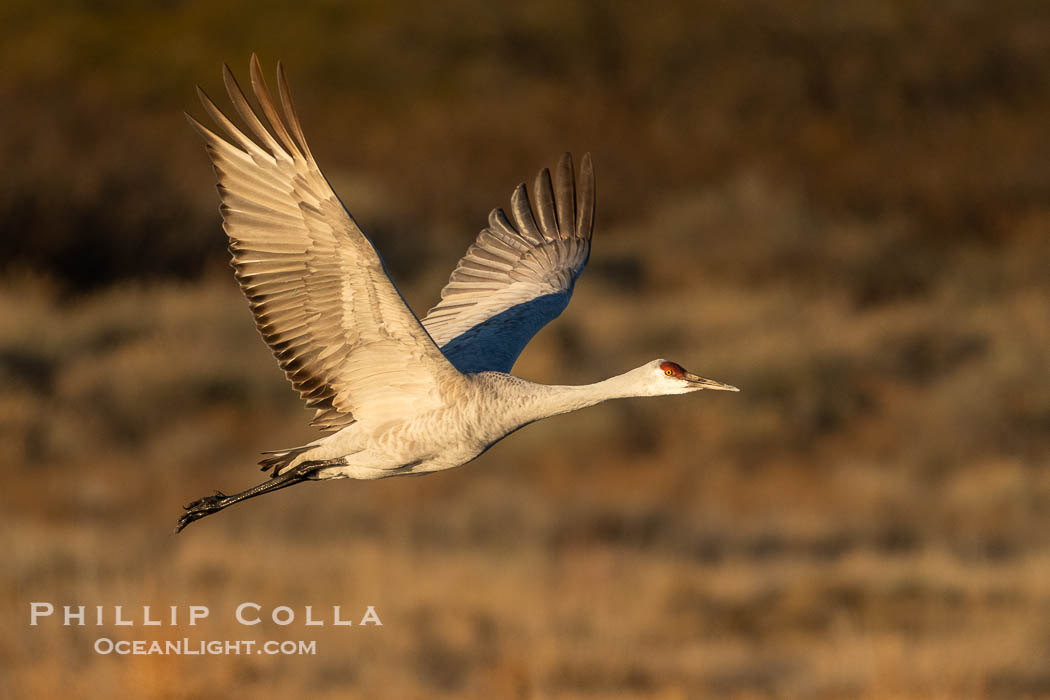 Sandhill crane spreads its broad wings as it takes flight in early morning light. This sandhill crane is among thousands present in Bosque del Apache National Wildlife Refuge, stopping here during its winter migration, Grus canadensis, Socorro, New Mexico