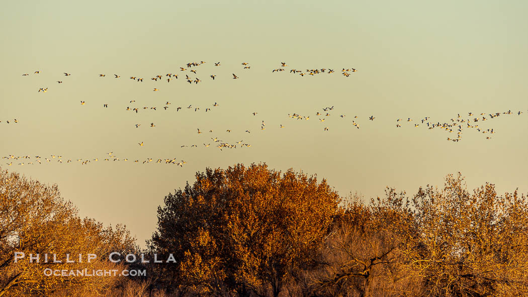 Sandhill Cranes, Bosque del Apache NWR. Bosque del Apache National Wildlife Refuge, Socorro, New Mexico, USA, Grus canadensis, natural history stock photograph, photo id 38732