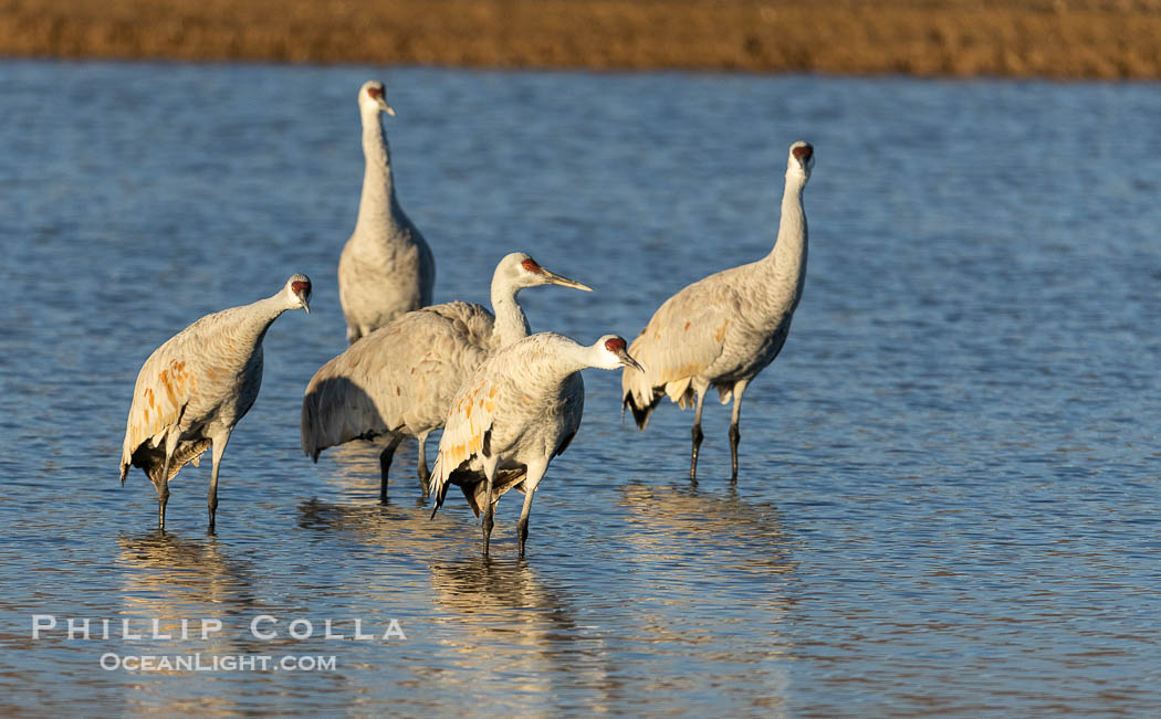 Sandhill Cranes, Bosque del Apache NWR. Bosque del Apache National Wildlife Refuge, Socorro, New Mexico, USA, Grus canadensis, natural history stock photograph, photo id 38801