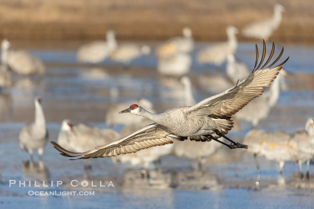 Sandhill Cranes in Flight at Sunrise, Bosque del Apache NWR. At sunrise, sandhill cranes will fly out from the pool in which they spent the night to range over Bosque del Apache NWR in search of food, returning to the pool at sunset. Bosque del Apache National Wildlife Refuge, Socorro, New Mexico, USA, Grus canadensis, natural history stock photograph, photo id 38780