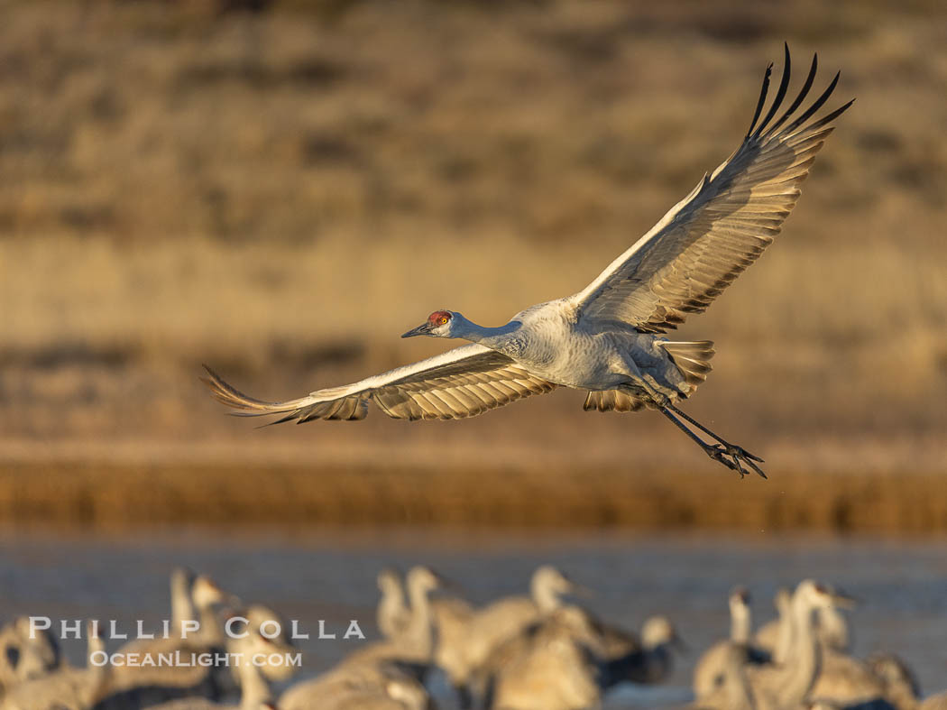 Sandhill Cranes in Flight at Sunrise, Bosque del Apache NWR. At sunrise, sandhill cranes will fly out from the pool in which they spent the night to range over Bosque del Apache NWR in search of food, returning to the pool at sunset. Bosque del Apache National Wildlife Refuge, Socorro, New Mexico, USA, Grus canadensis, natural history stock photograph, photo id 38784