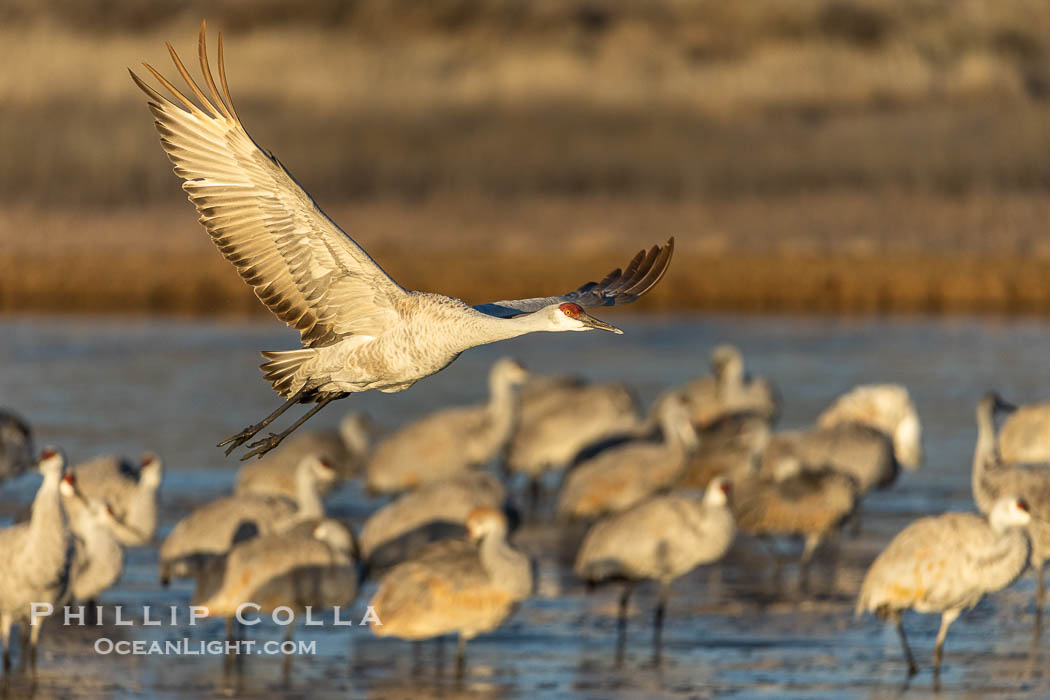 Sandhill Cranes in Flight at Sunrise, Bosque del Apache NWR. At sunrise, sandhill cranes will fly out from the pool in which they spent the night to range over Bosque del Apache NWR in search of food, returning to the pool at sunset. Bosque del Apache National Wildlife Refuge, Socorro, New Mexico, USA, Grus canadensis, natural history stock photograph, photo id 38787