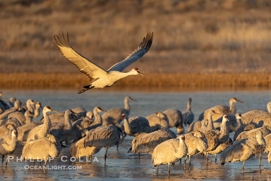 Sandhill Cranes in Flight at Sunrise, Bosque del Apache NWR. At sunrise, sandhill cranes will fly out from the pool in which they spent the night to range over Bosque del Apache NWR in search of food, returning to the pool at sunset. Bosque del Apache National Wildlife Refuge, Socorro, New Mexico, USA, Grus canadensis, natural history stock photograph, photo id 38791